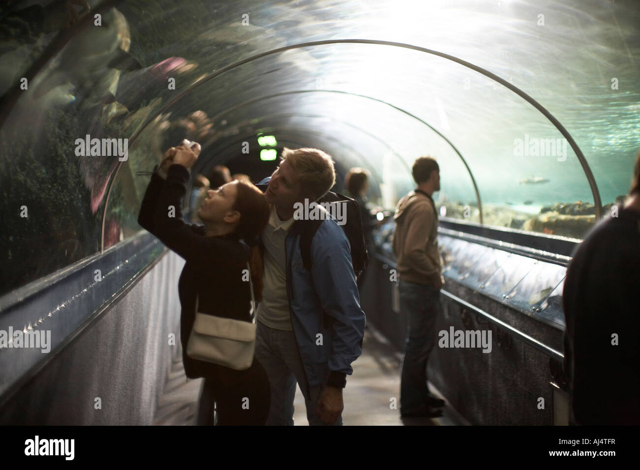 Menschen in Unterwasser anzeigen Tunnel Blick auf Haie und andere Fische in Sydney Aquarium Darling Harbour New South Wales NSW Aus Stockfoto