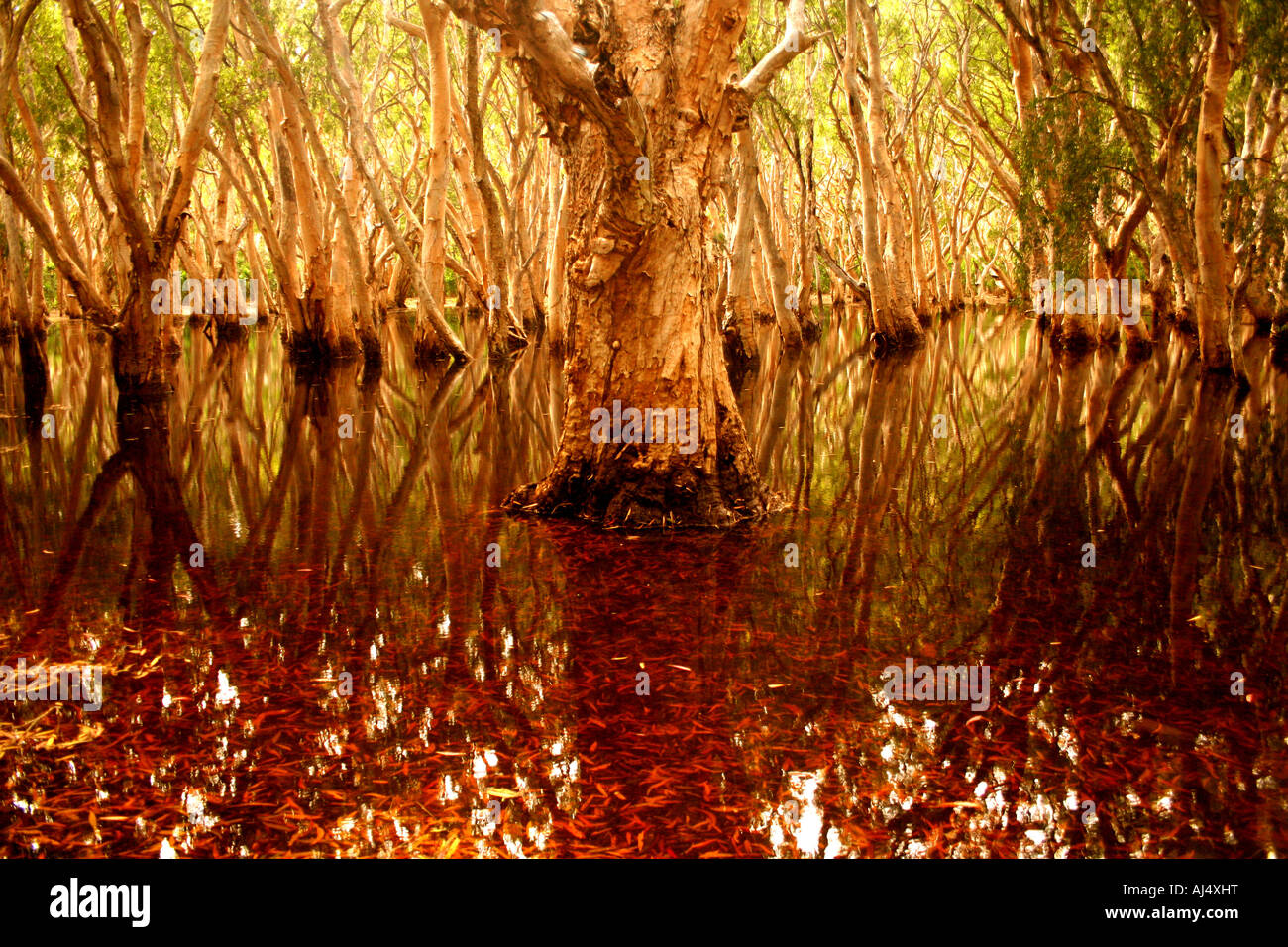 Zauberwald auf einer einsamen Insel, Queensland, Australien Stockfoto