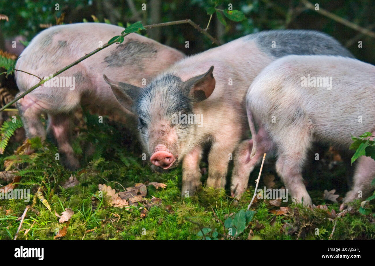 Wilde Ferkel, New Forest, Hampshire, England Stockfoto