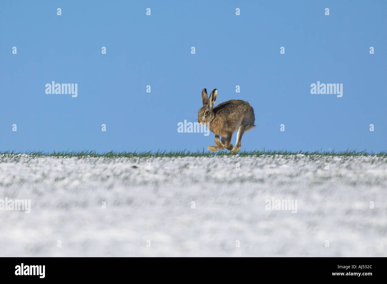 Brauner Hase Lepus Capensis quer durch Schnee bedeckt Mais-Feld mit blauem Himmelshintergrund Therfield Hertfordshire Stockfoto