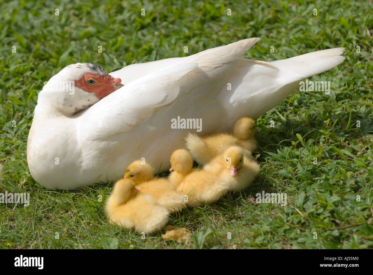 Mutter Ente und Entenküken, Oahu, Hawaii. Stockfoto