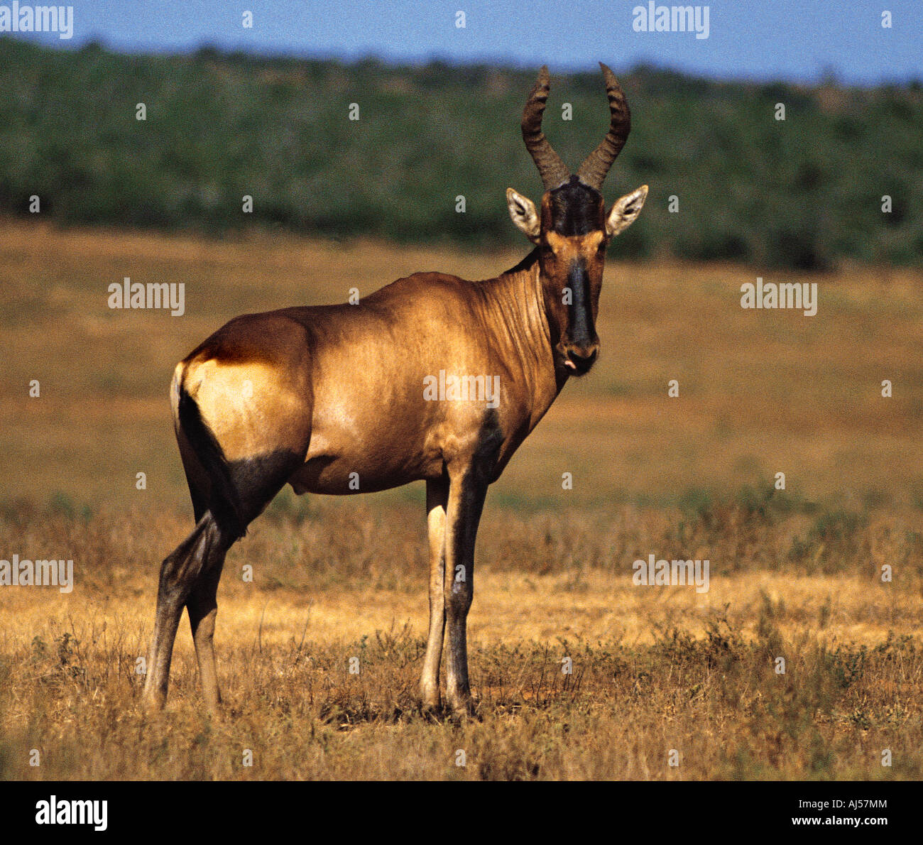Rote Kuhantilope Addo National Park East Cape Südafrika Stockfoto