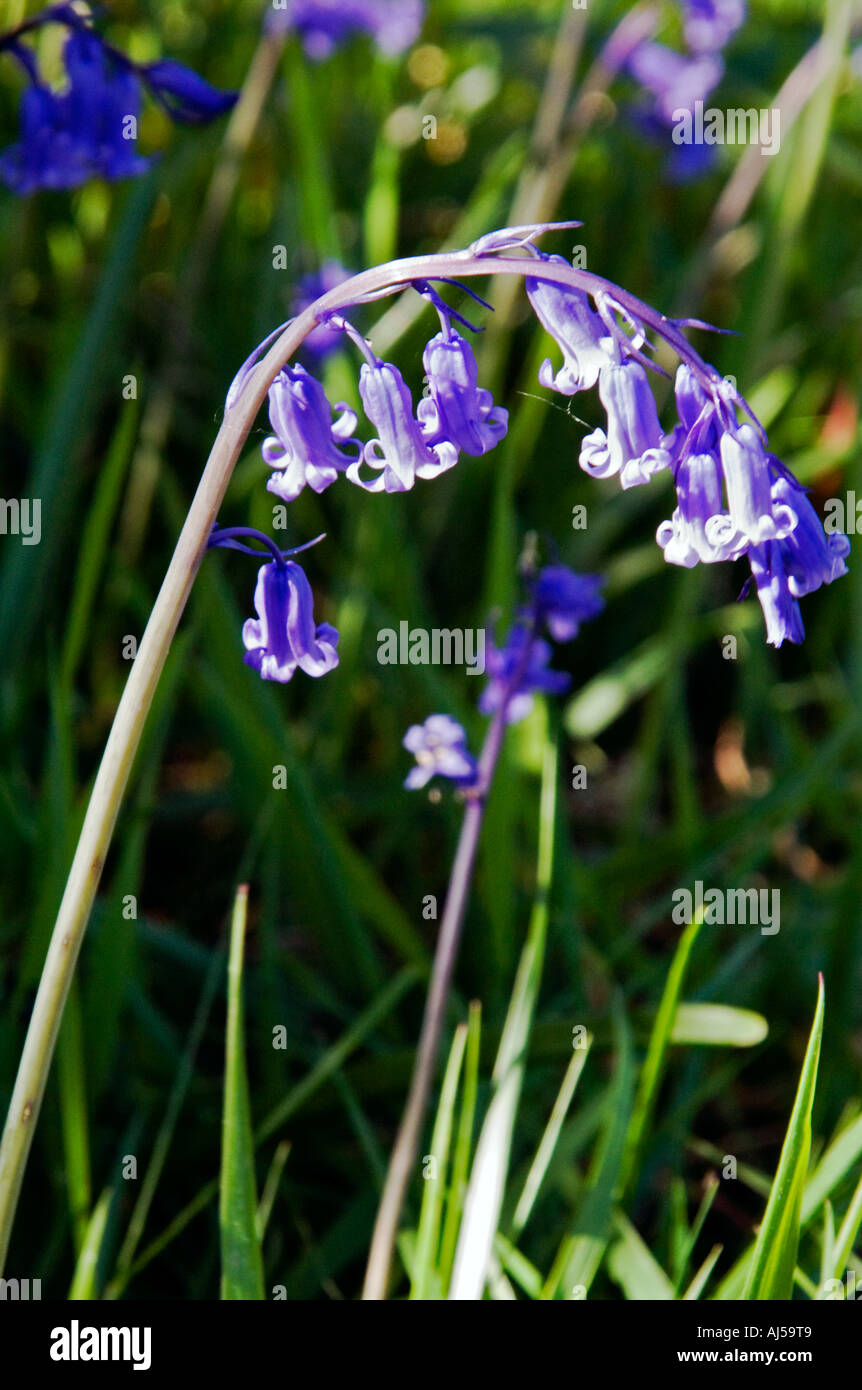 Gewölbte Glockenblume Stockfoto