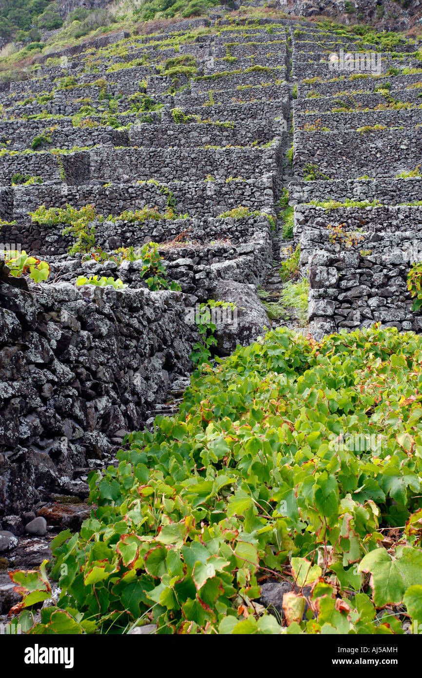 Weinberge in Santa Maria Insel Azoren Inseln Portugal Stockfoto