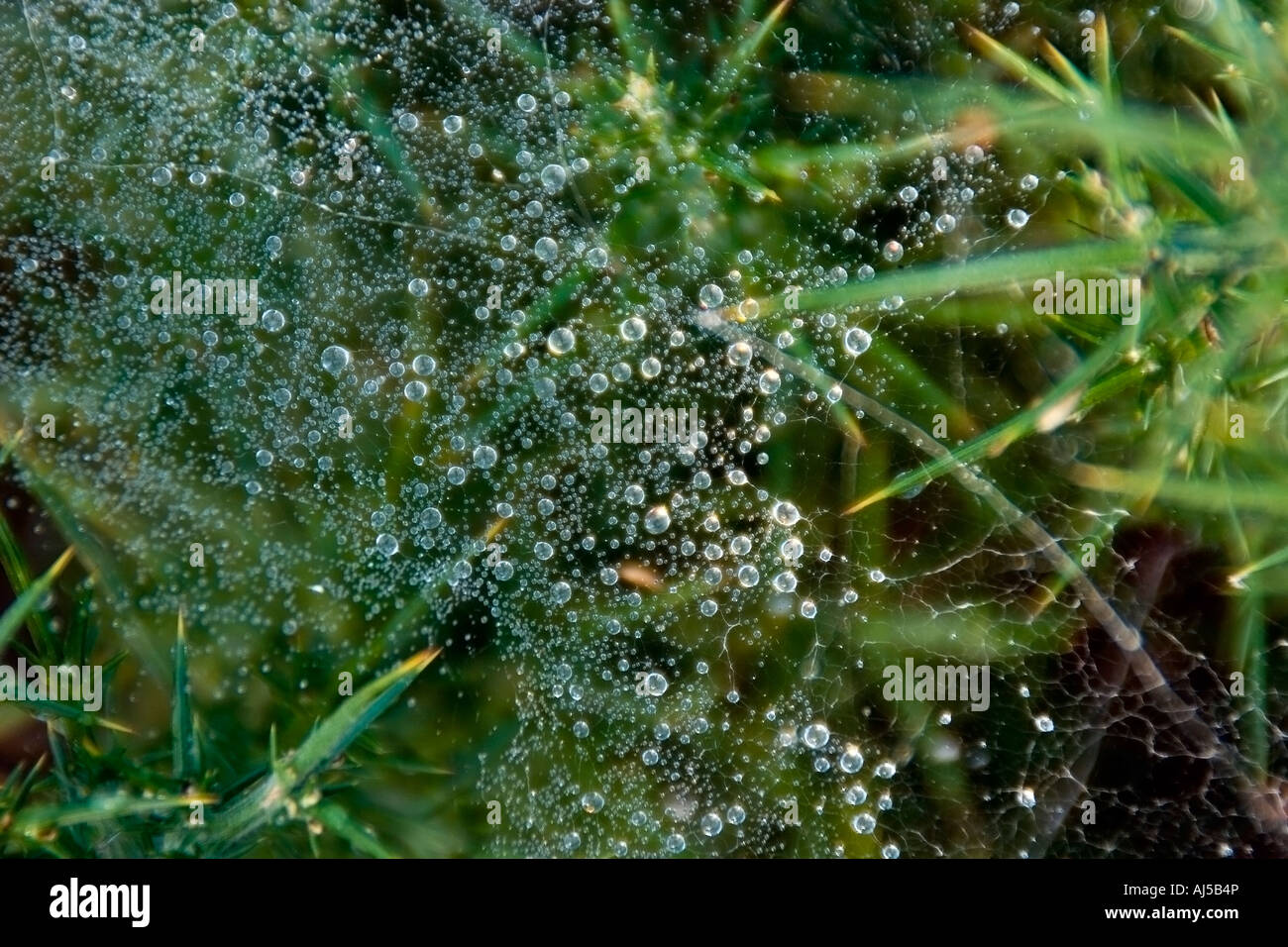 Nahaufnahme von Wassertropfen auf Spinnennetz Stockfoto