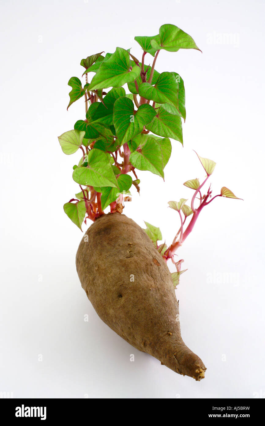 Süßkartoffel-Pflanze-Sprossen Stockfoto