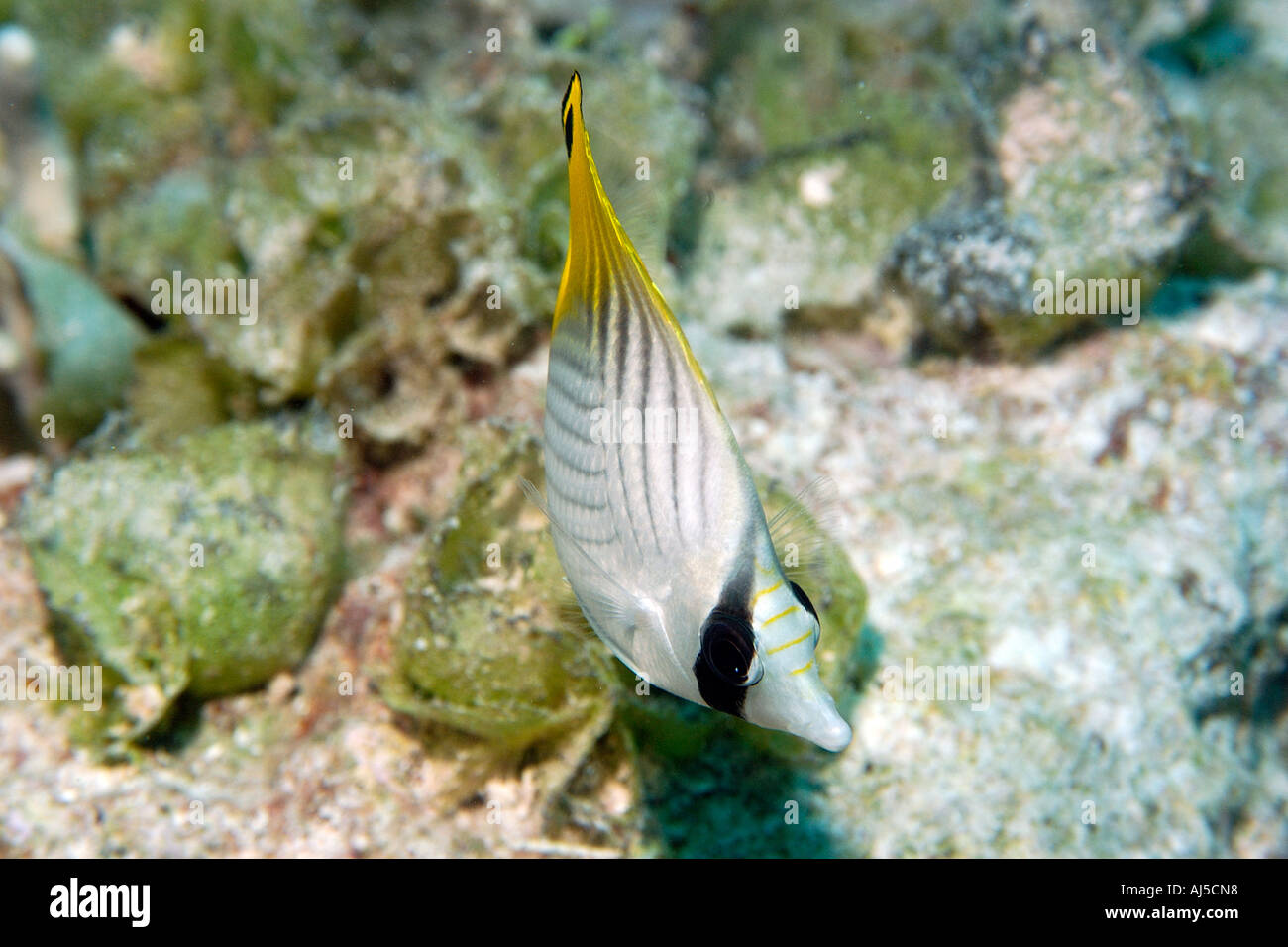 Threadfin Butterflyfish Chaetodontidae Auriga Ailuk Atoll Marshall-Inseln Pazifik Stockfoto