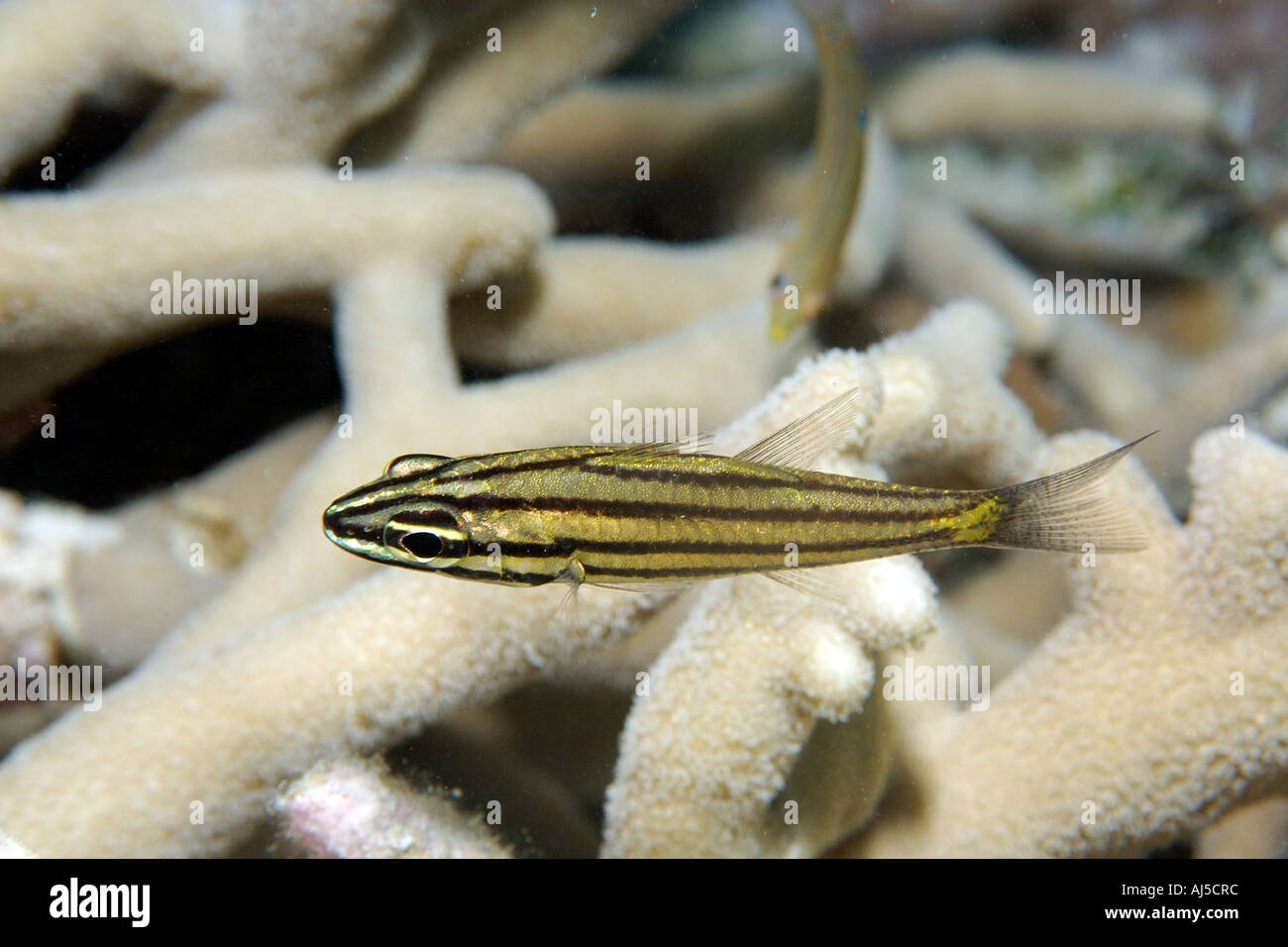 Fünf Reihen Kardinalbarschen Cheilodipterus Quinquelineatus Ailuk Atoll Marshall-Inseln Pazifik Stockfoto