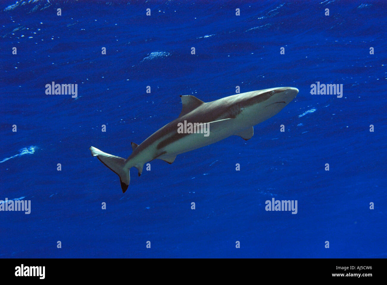 Schwarzspitzen Riff Hai Carcharhinus Melanopterus Ailuk Atoll Marshall-Inseln Pazifik Stockfoto