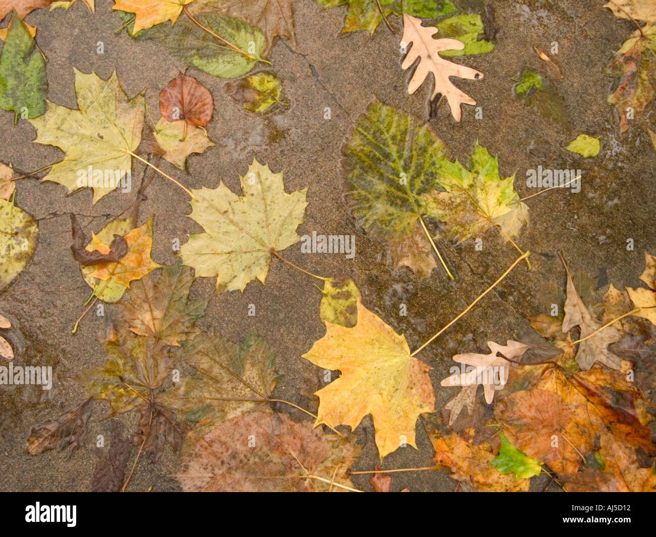 Gefallene Herbstlaub auf nassen Bürgersteig nach Regen Stockfoto