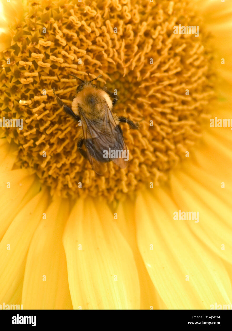 Bumble Biene Bombus spp auf Sonnenblume Stockfoto