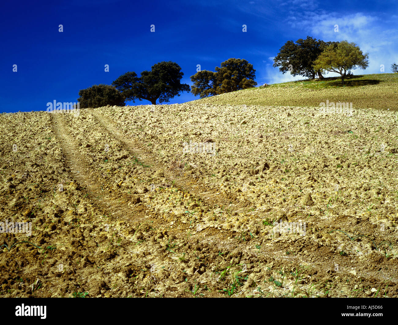 Bäume auf Hügel Ronda Andalusien Spanien Stockfoto
