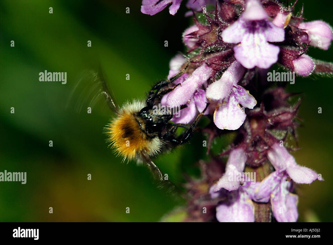 Hummel, schlürfen Nektar. Stockfoto