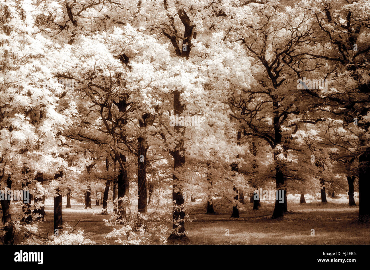 Bäume Sommer Holz Bromley England uk schwarz-weiß Infrarot Effekt Stockfoto