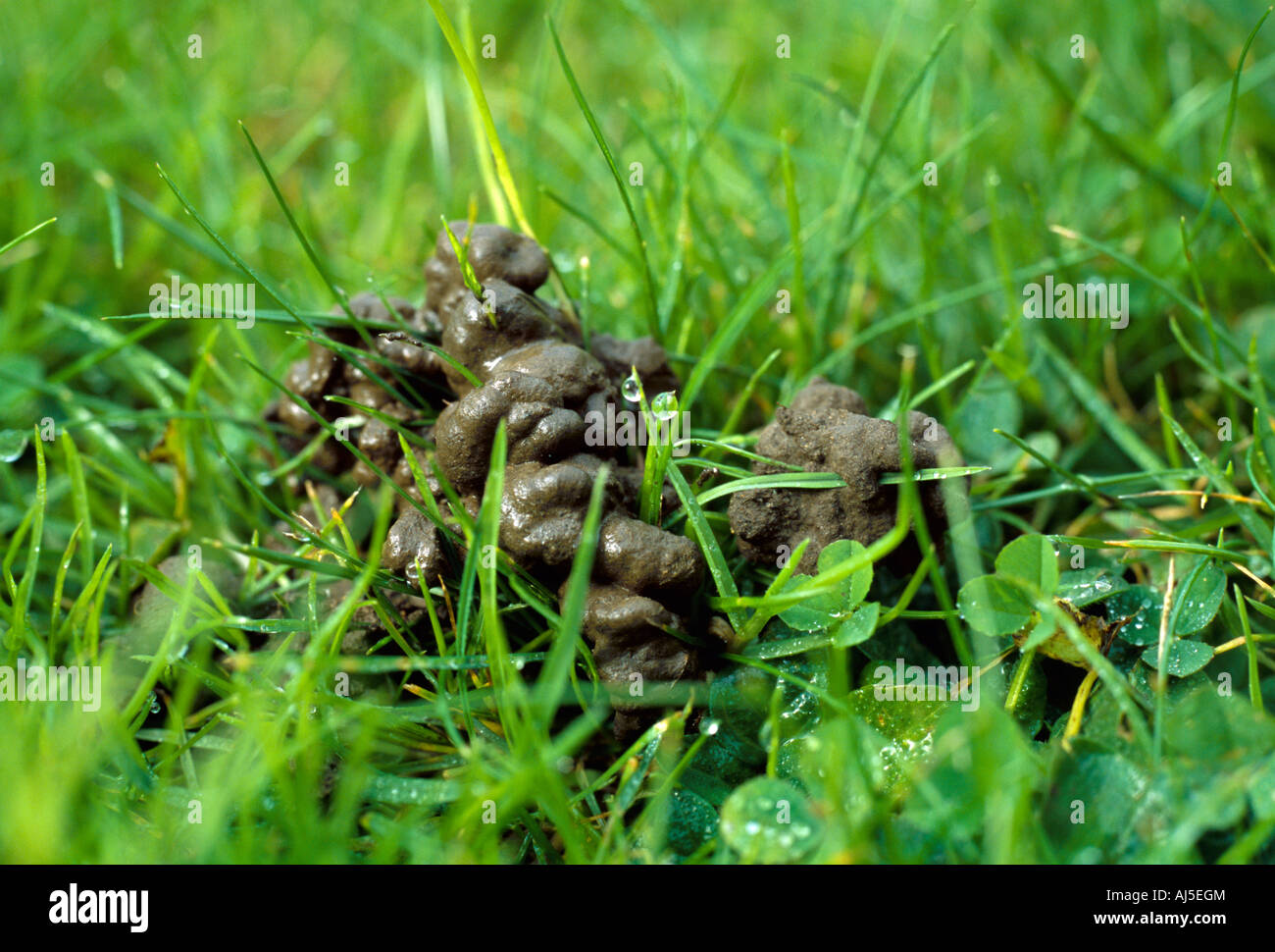 Regenwurm in nassem Rasen gegossen. Stockfoto