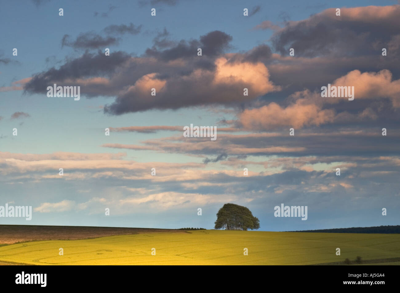 Der Höhenweg in der Nähe von Avebury A Wäldchen Buche Bäume auf einem bronzezeitlichen Grabhügel Stockfoto