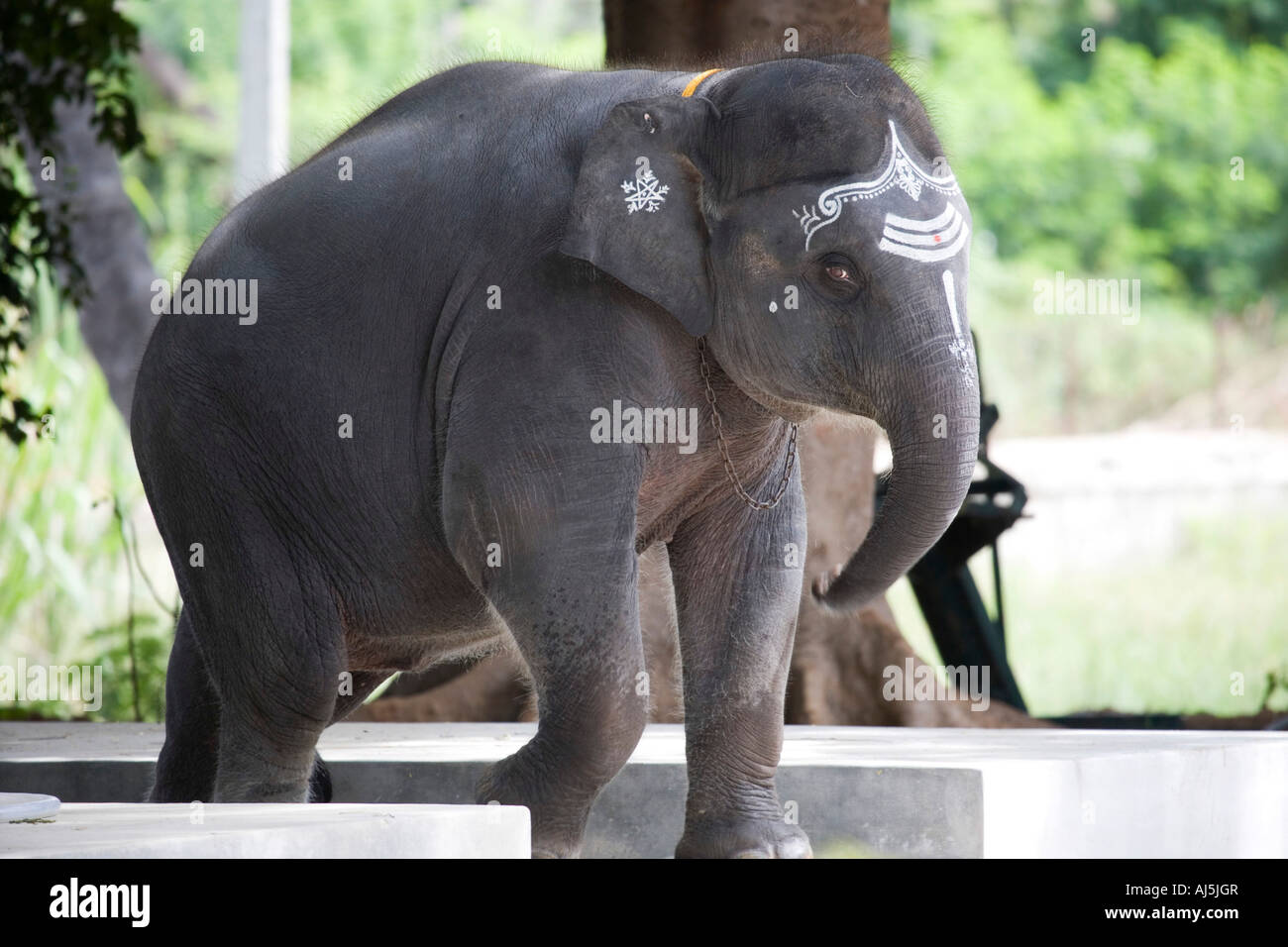 Sathya Gita. Sathya Sai Baba junger Elefant. Puttaparthi, Andhra Pradesh, Indien Stockfoto