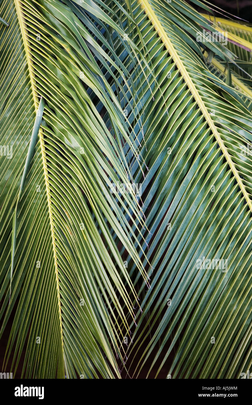 Cocos Nucifera. Kokos-Baum-Blätter-Muster Stockfoto