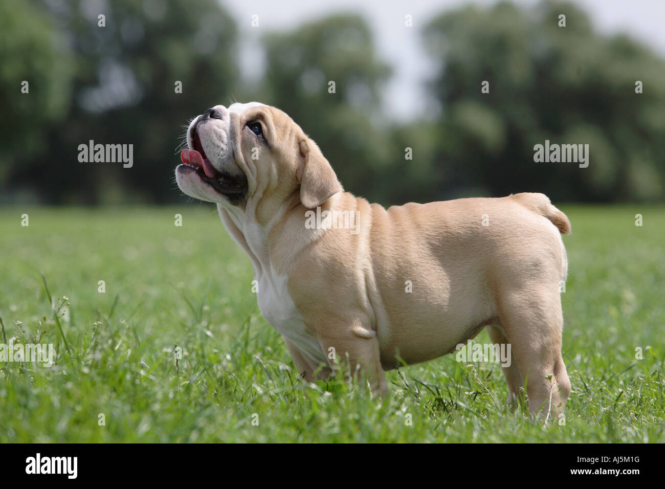 12 Wochen alte englische Bulldogge Welpen Stockfoto