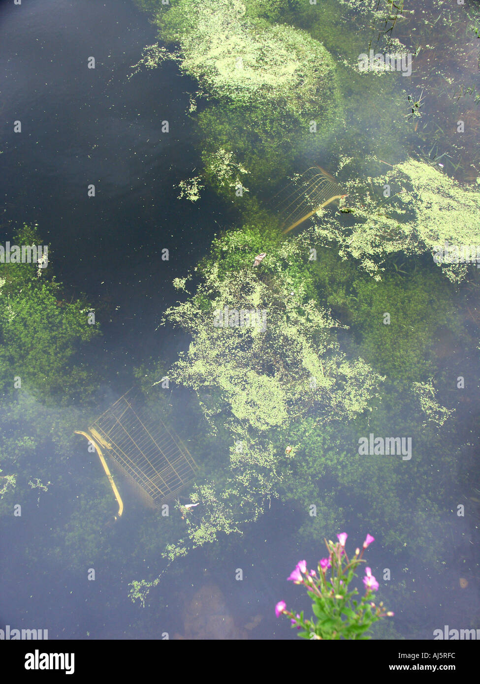 Nasses Grab für Einkaufswagen 1 Stockfoto