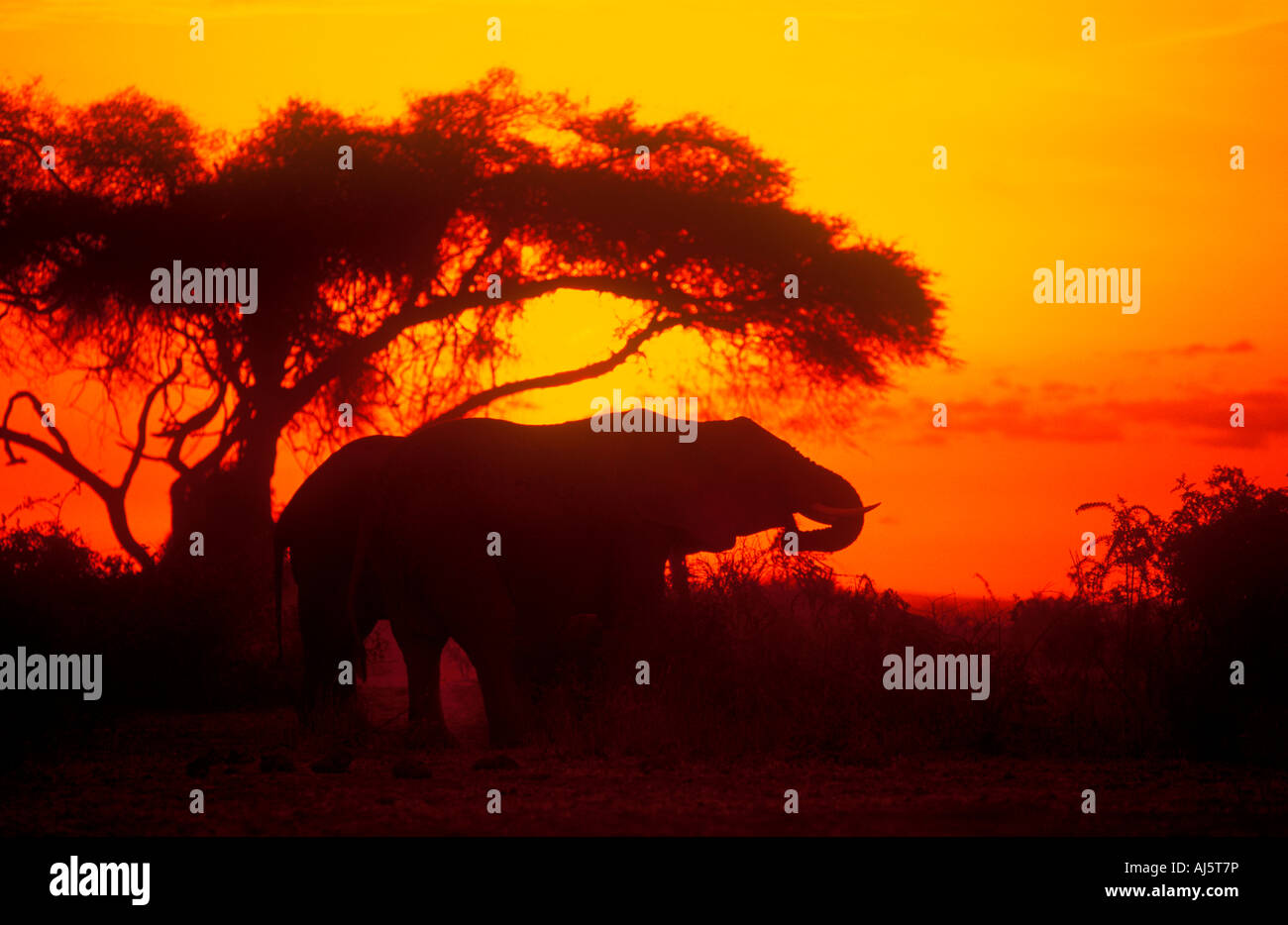 Silhouette eines Elefanten bei Sonnenaufgang im Amboseli Nationalpark in Kenia Stockfoto
