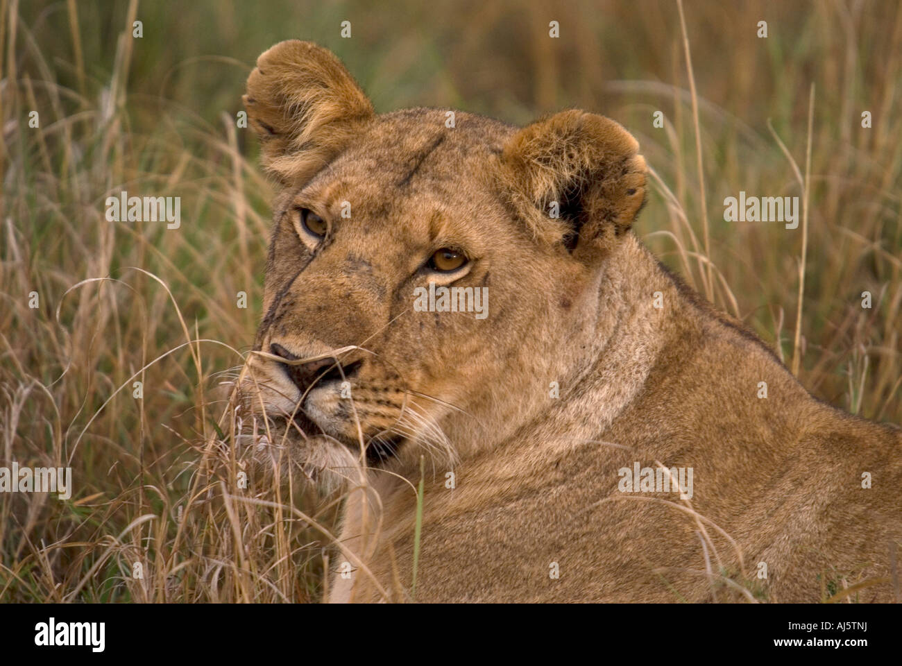 Nach jagen und Essen ihr töten ruht sie Gras, während die anderen Essen Stockfoto