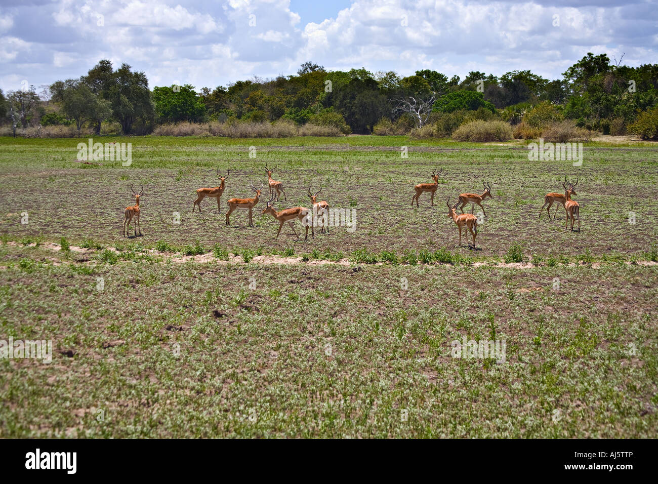 Impalas (Aepyceros Melampus) im Selous Game Reserve, Tansania, Afrika Stockfoto