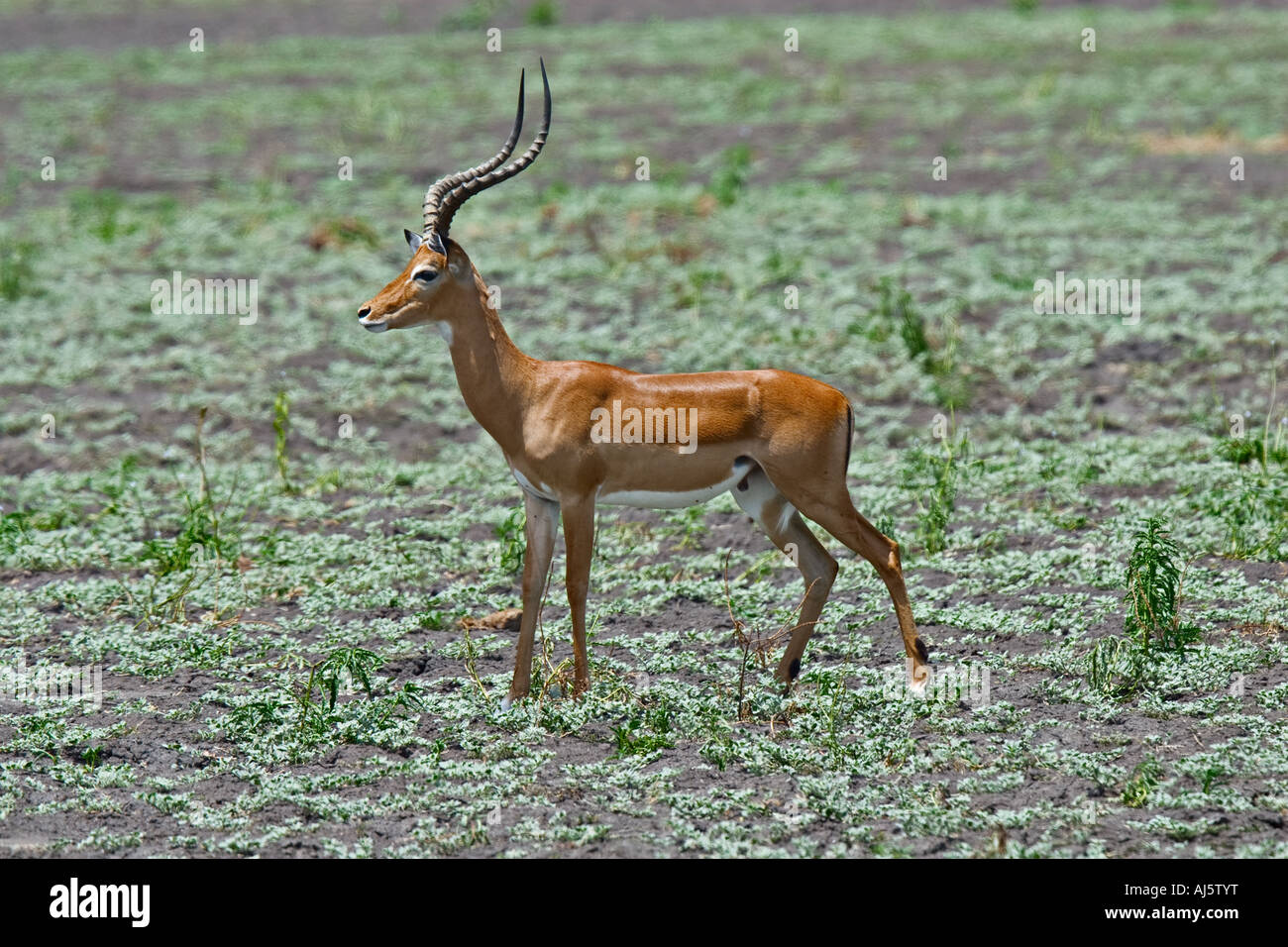 Impala (Aepyceros Melampus) im Selous Game Reserve, Tansania, Afrika Stockfoto