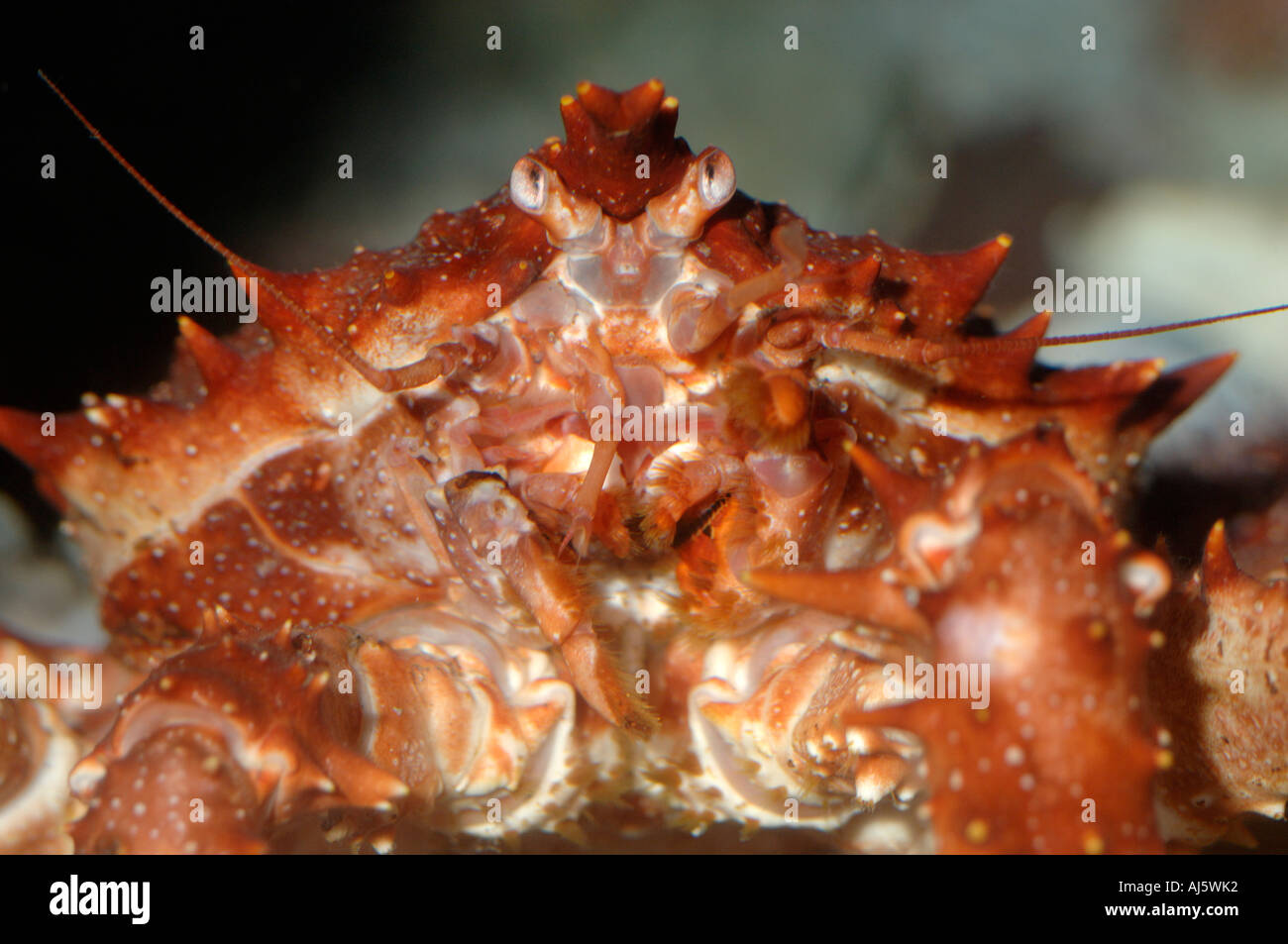 Unterseite stacheligen Seespinnen Gesicht zeigen Stockfoto
