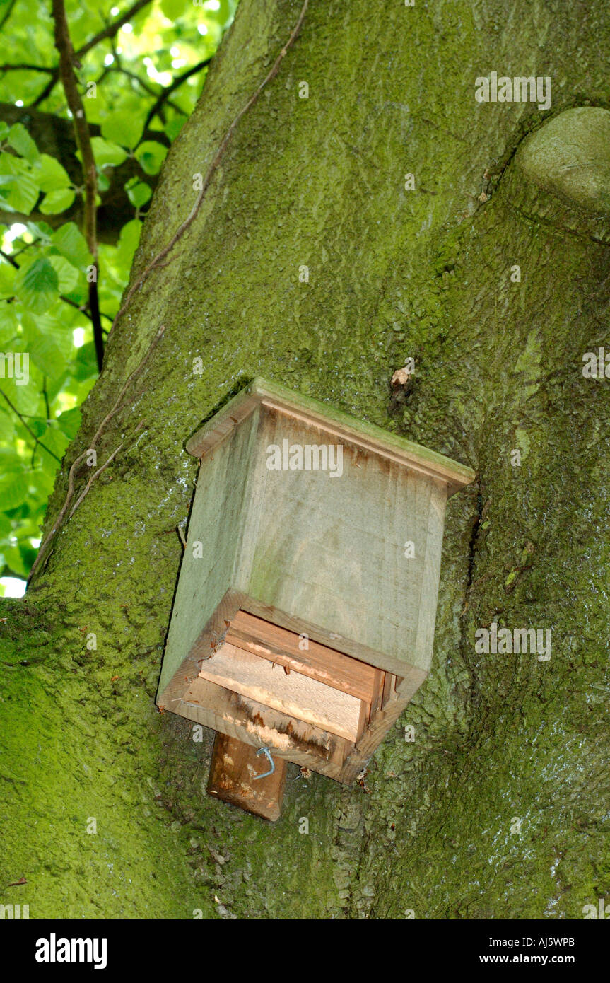 Fledermauskasten auf Buche Stockfoto