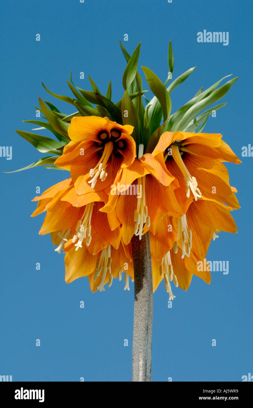 Crown imperial lily Stockfoto
