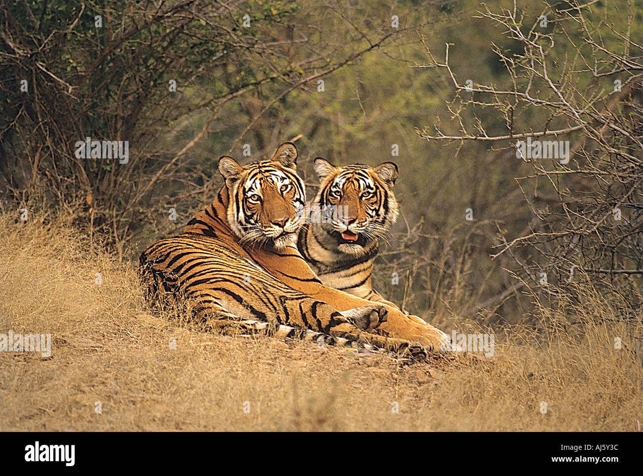 Sna 71784 - Zwei tiger Paar Paar in der Hitze im Ranthambore Nationalpark Wildlife Sanctuary sitzen in Madhya Pradesh, Indien Asien Stockfoto