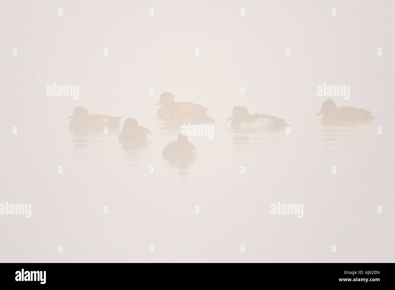 Gruppe von Tufted Ducks Aythya Fuligula auf dem Wasser im frühen Morgen Licht und Nebel Paxton Gruben cambridgeshire Stockfoto