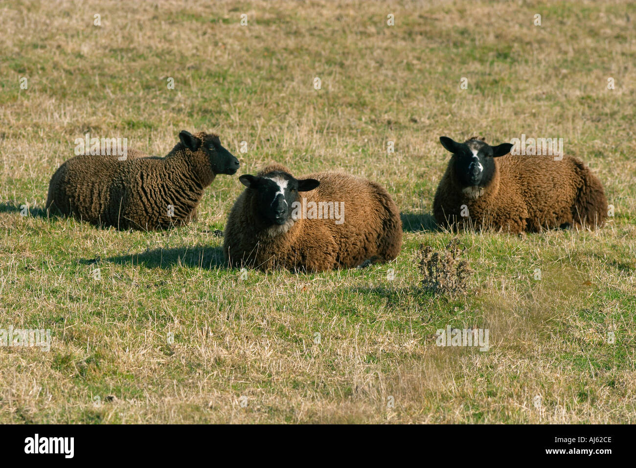 Das schwarze schaf der familie Fotos und Bildmaterial in hoher Auflösung Alamy