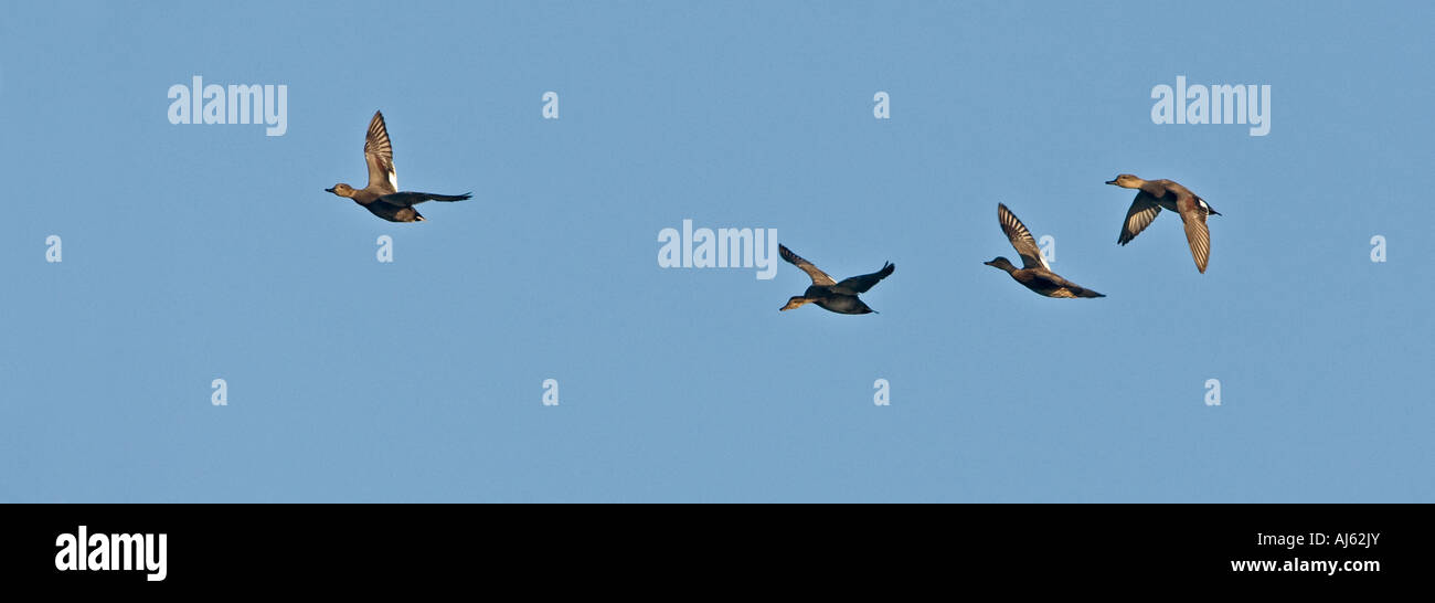 Gadwells Anas Strepera im Flug mit blauem Himmel Paxton Gruben cambridgeshire Stockfoto