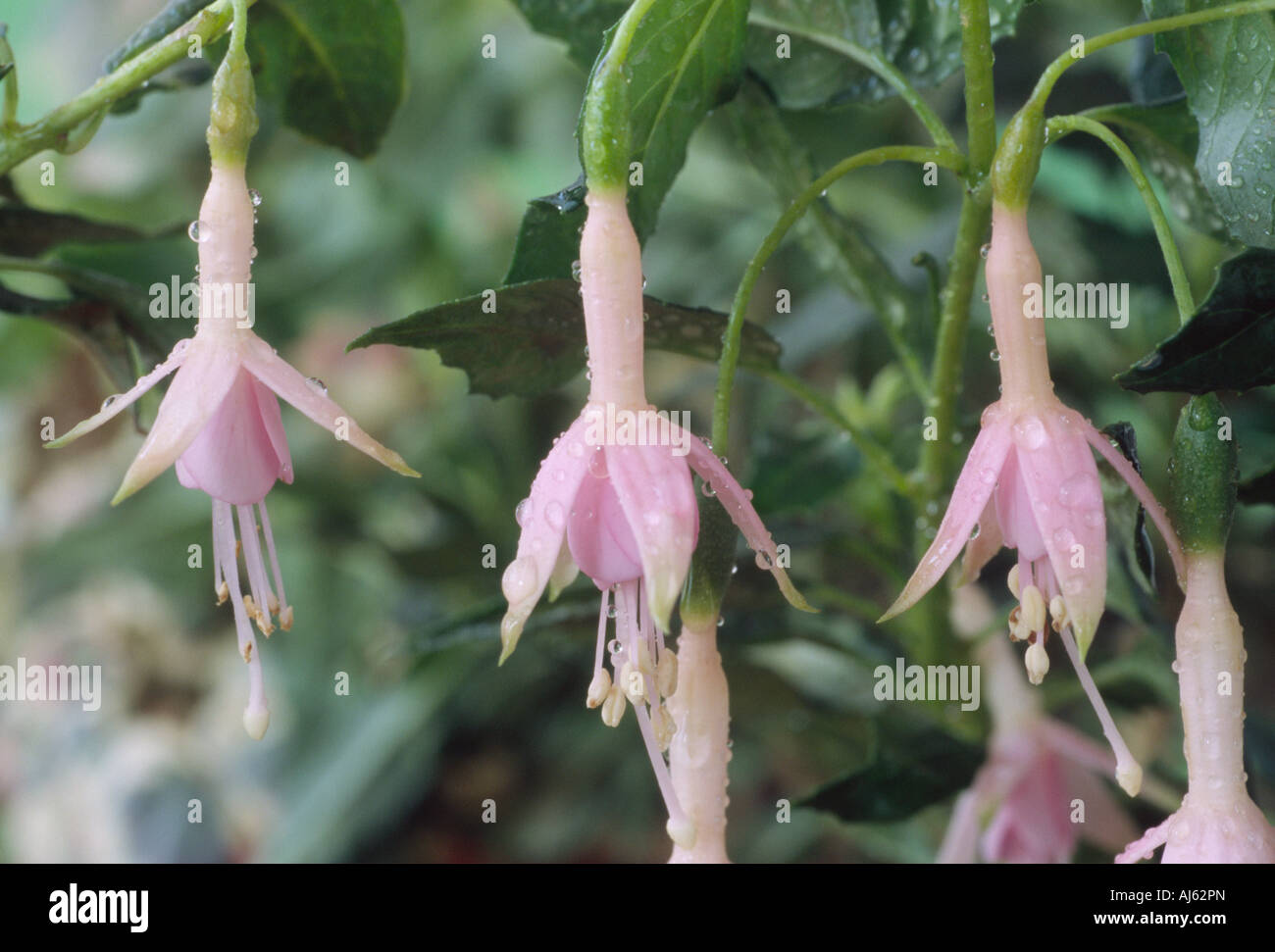 Fuchsia "Whiteknights Perle" AGM Nahaufnahme von drei blass rosa und weiße Fuchsie Blüten. Stockfoto