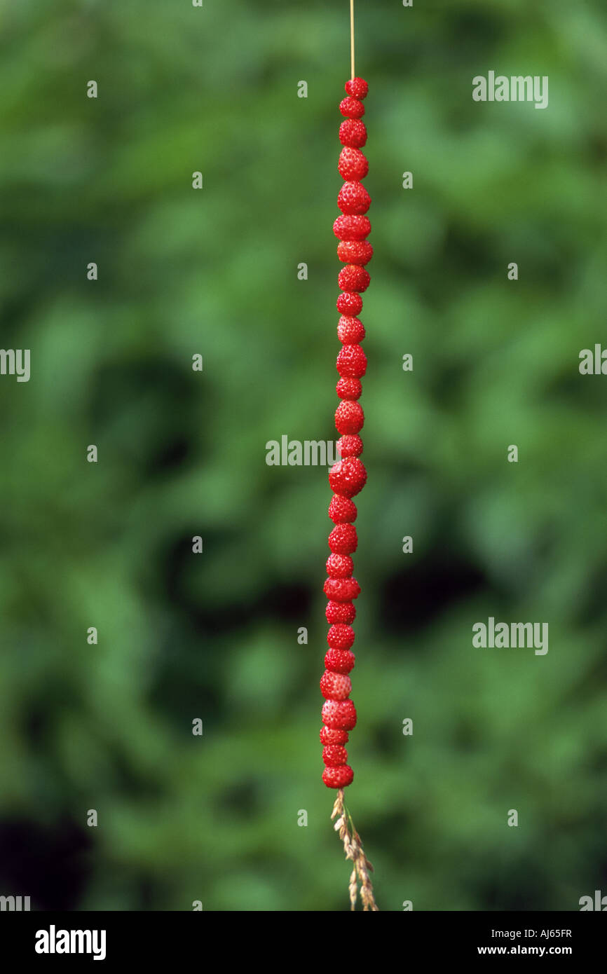 Symbol der schwedischen Sommer ist wild Smultron Beeren am Stiel des Grases Stockfoto