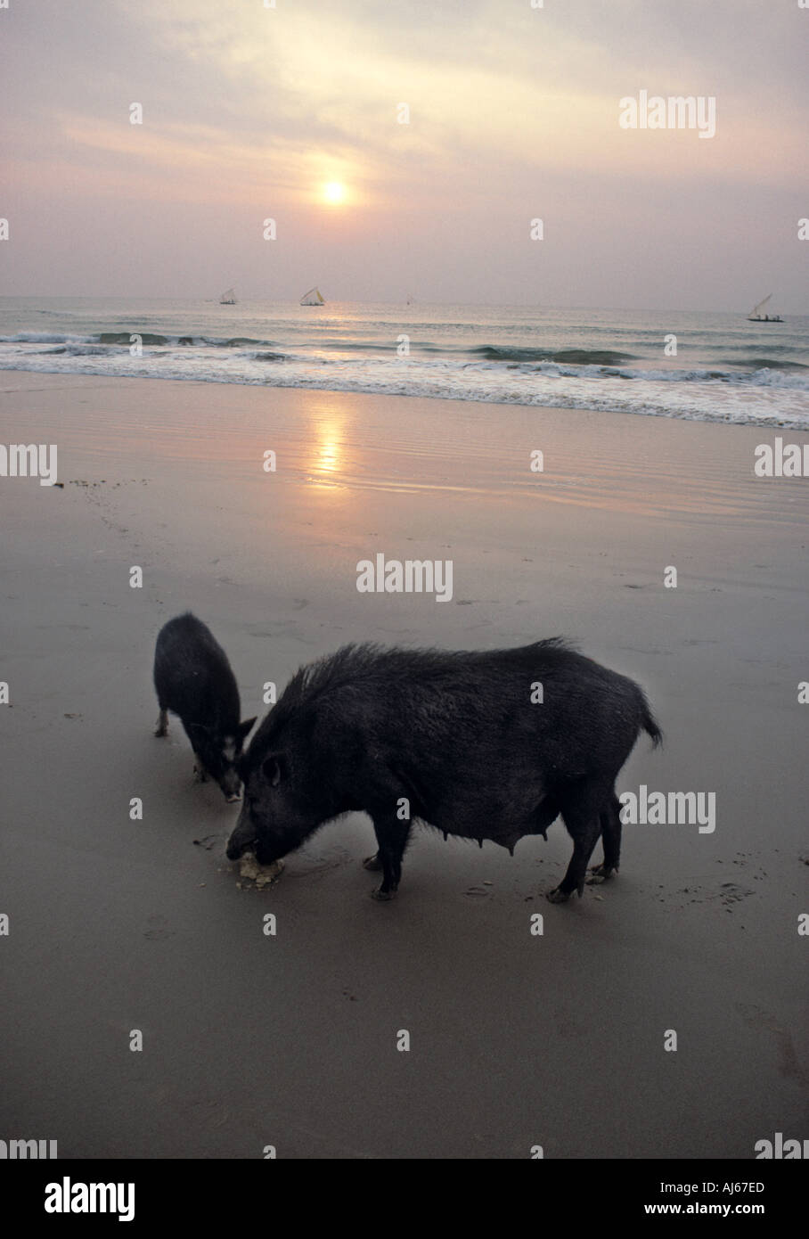 Zwei wilde Schweine ernähren sich von Gopalpur Strand bei Sonnenaufgang Stockfoto