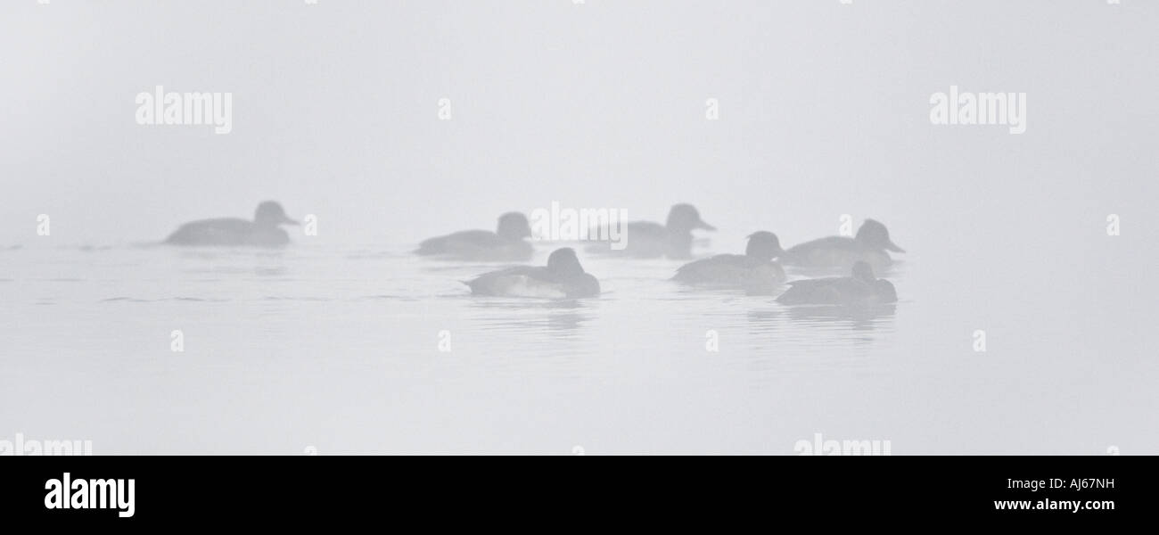 Gruppe von Tufted Ducks Aythya Fuligula auf dem Wasser im frühen Morgen Licht und Nebel Paxton Gruben cambridgeshire Stockfoto