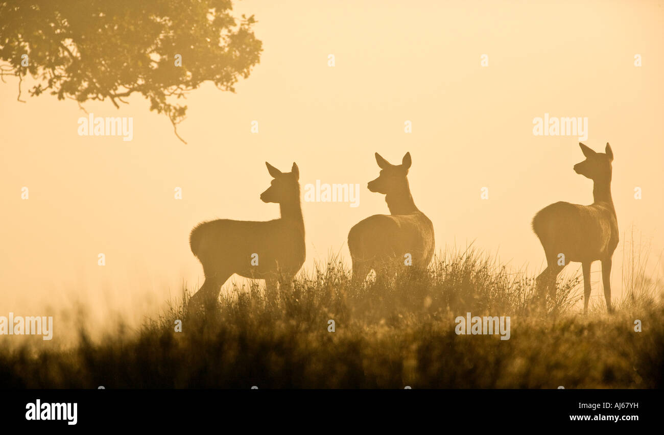 Rothirsch Cervus Elaphus Hinds stehen Sillouetted im frühen Morgennebel Richmond Park in London Stockfoto
