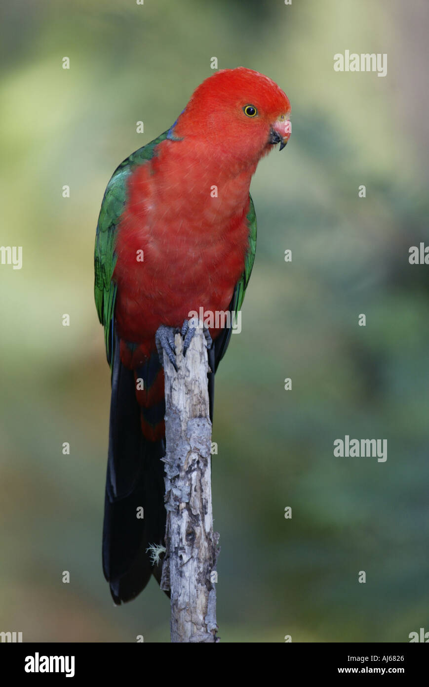 Australische King Parrot männlichen Australien Alisterus Scapularis scapularis Stockfoto