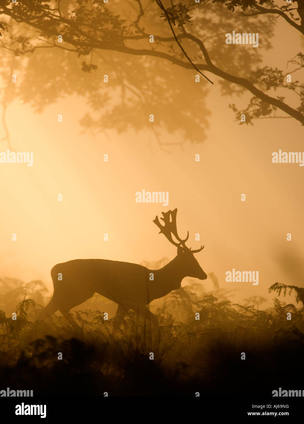 Damhirschen Cervus Dama Bock in den Bäumen und Bracken hinterleuchtete Sillouetted in Nebel und morgen Sonne Richmond Park in London Stockfoto