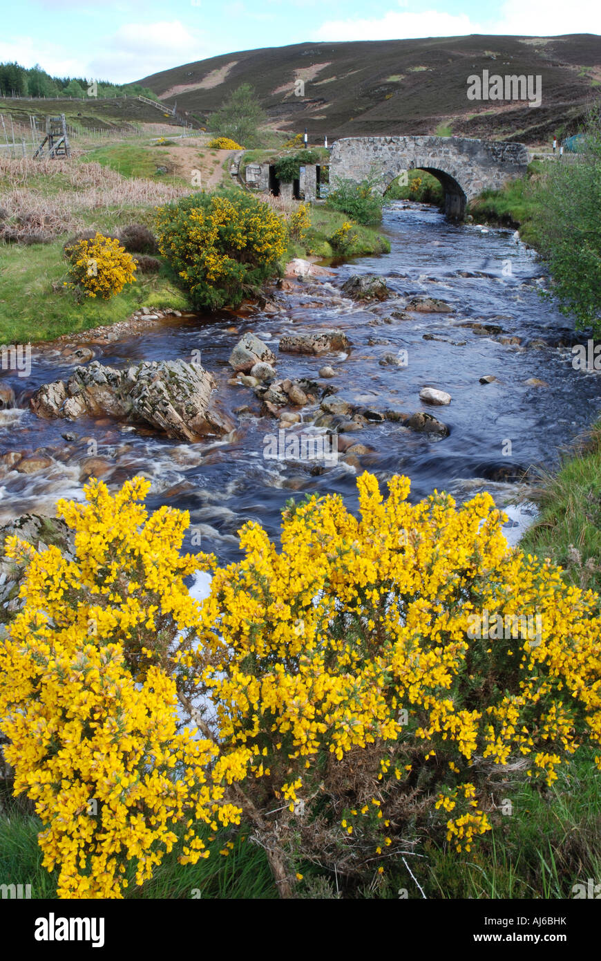 Steinbrücke über Helsmdale Creek Strath Kildonan Besen Frühlingsblumen Hochland Schottland Stockfoto