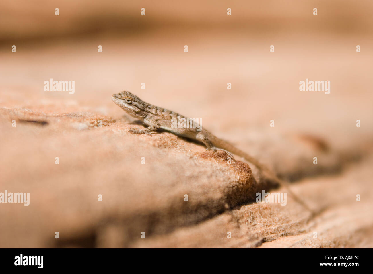 Eidechse im Zion National Park in Utah USA Stockfoto