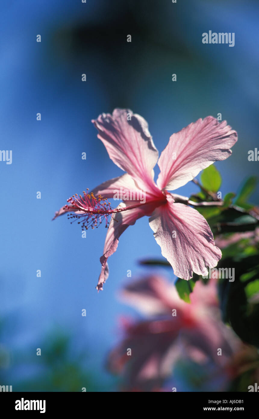 Perfekte rosa Hibiskusblüte, Huahine. Stockfoto