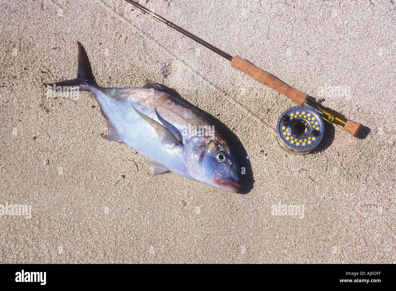 Fliegenrute und Jack Fisch am Strand in Belize Mittelamerika Karibik Stockfoto