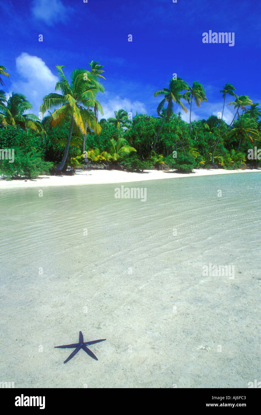 Palmen am tropischen Strand mit Seesternen im Vordergrund Wasser Cook-Inseln Polynesien Süd-Pazifik Stockfoto