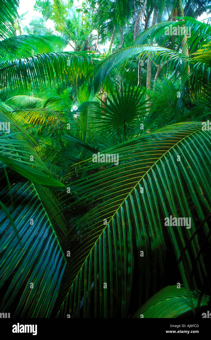 Dichten tropischen Palmen und Vegetation in Belize Karibik Eigenschaft veröffentlichte Bild Stockfoto