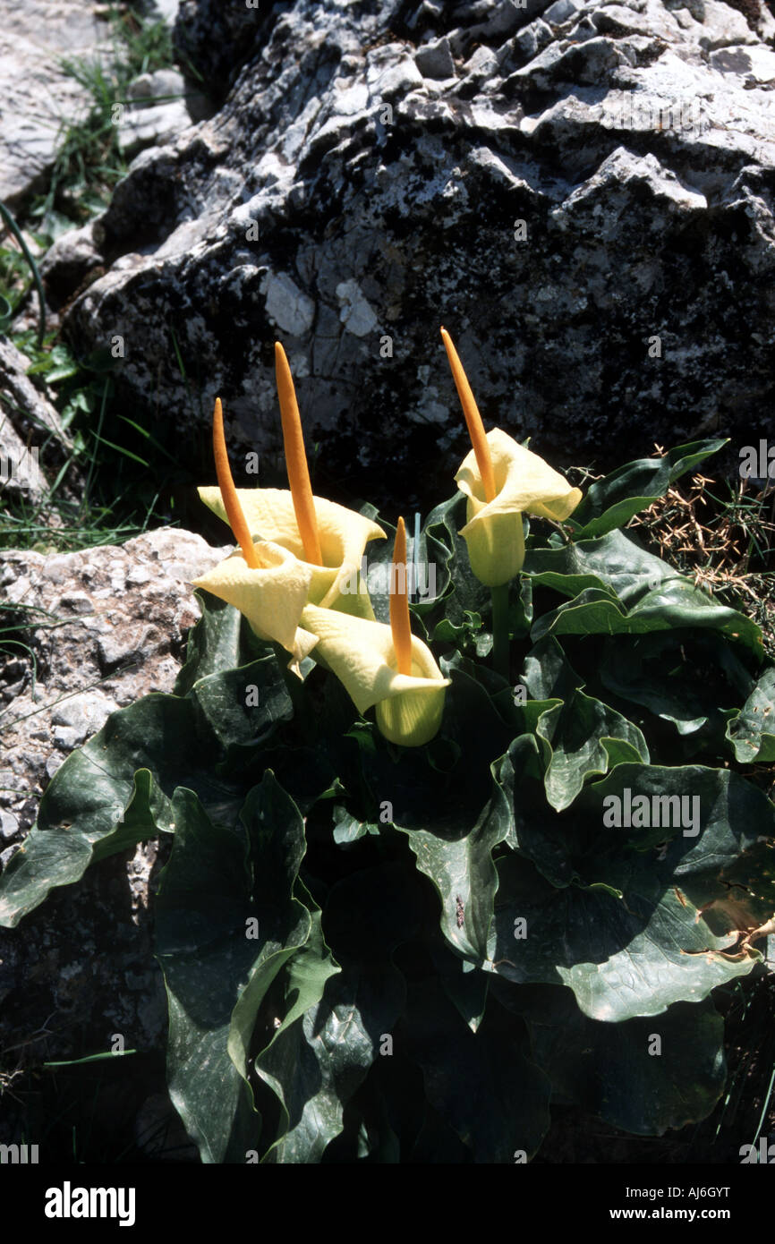 Arum (Arum Creticum), blühende Pflanzen, Griechenland, Creta Stockfoto