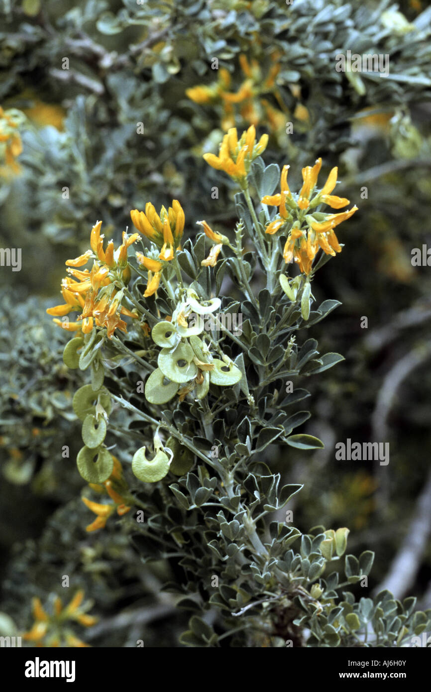 Baum-Medick (Medicago Arborea), Pflanze mit Blüten und Früchten, Griechenland, Creta Stockfoto